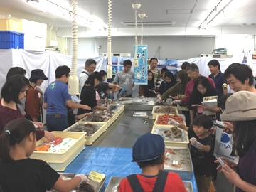 新潟のお魚コーナー、調査で獲れる深海魚たちを展示。めずらしい魚もあり、大盛況でした！