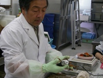 写真5．調査で採集したズワイガニを解剖して計測や成熟度の判定をします。