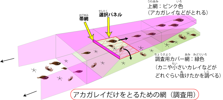 大きいアカガレイだけをとる網