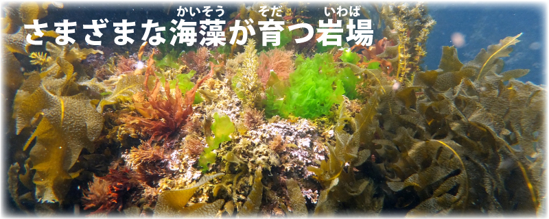さまざまな海藻