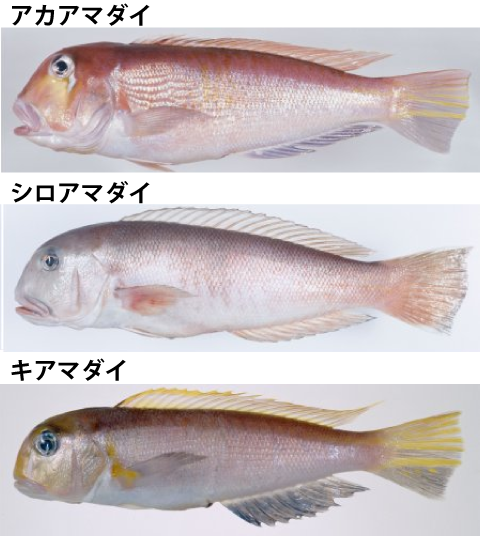 日本海のさかなたち｜水産研究・教育機構「「日本海区水産研究所」