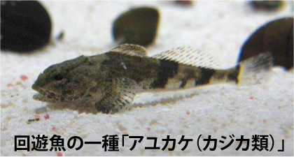 回遊魚の一種アユカケ（カジカ類）