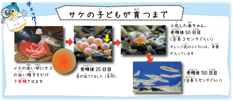 日本海のさかなたち：サケ