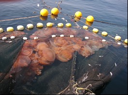 定置網に入った大型クラゲ