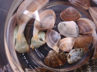 砂質浅海域に生息する二枚貝類が水管を伸ばしたところ