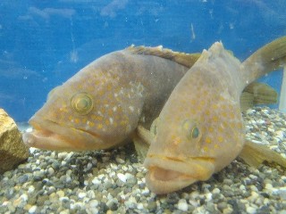 キジハタ育成魚（体重500g）