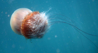 日本海の生き物と対馬暖流